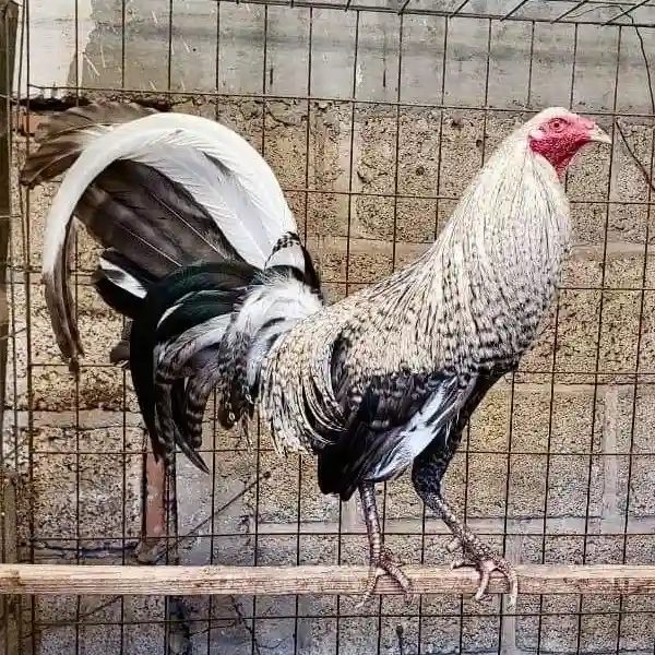 SV388SV: Platform Sabung Ayam Online yang Semakin Diminati Tahun Ini