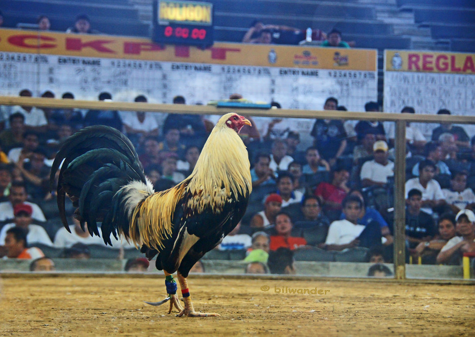 Istilah Penting Dalam Judi Sabung Ayam Online